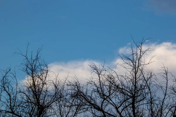 White clouds, blue sky and silhouetted tree branches with copy space