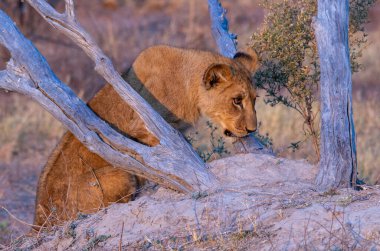 Young lion exploring the world around it