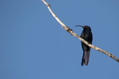 Black bird with a curved bill isolated on a branch