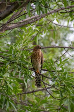 Juvenile Gabar goshawk isolated