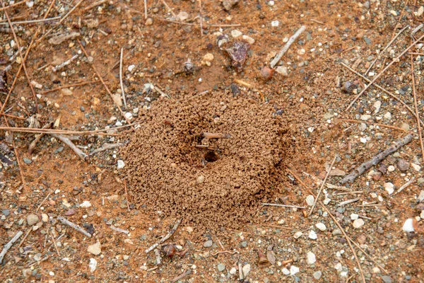 Entrada Una Estructura Subterránea Hormigas Región Seca Karoo Sudáfrica —  Fotos de Stock