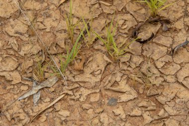 Kuraklıktan çatlamış bir toprak yüzeyinden yeni bir büyüme ortaya çıkar.