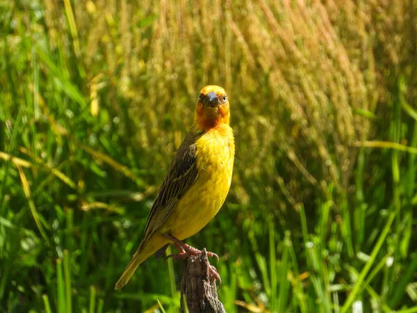 Pássaro Amarelo Com Olhar Médio Isolado — Fotografia de Stock