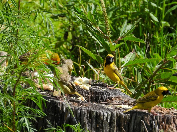 Gli Uccelli Selvatici Nutrono Avanzi Umani Punto Picnic — Foto Stock