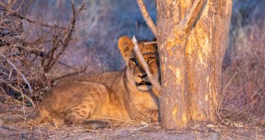 Aslan yavrusu Afrika savanındaki bir ağacın arkasına saklanır.