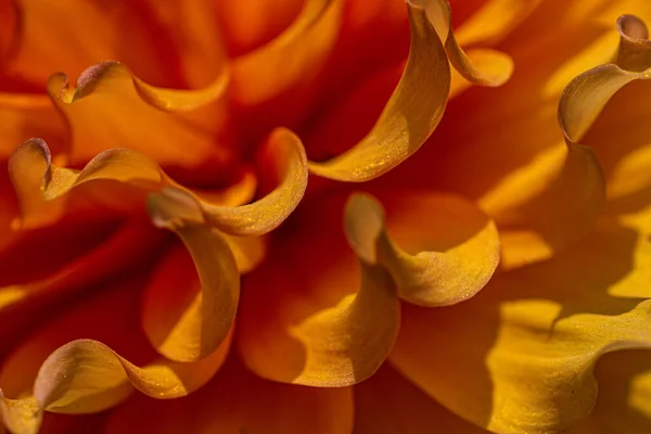 Çok yakından portakal çiçeği yapraklarının güzel bir resmi.