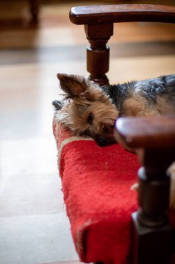 Küçük evcil köpek içeride şezlongda uyuyor.
