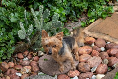Evcil bir bahçede küçük kahverengi bir köpek