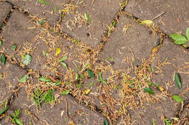 Asfaltlı bir yüzeye saçılmış bitki kalıntıları.