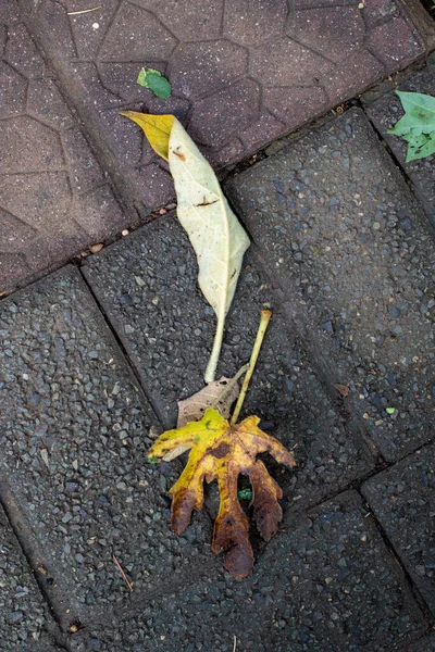 Arkaplan Kullanımı Için Asfalt Bir Yüzeyde Düşen Yapraklar — Stok fotoğraf
