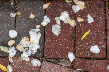 Fırtınadan sonra tuğlaya saçılmış beyaz gül yaprakları.