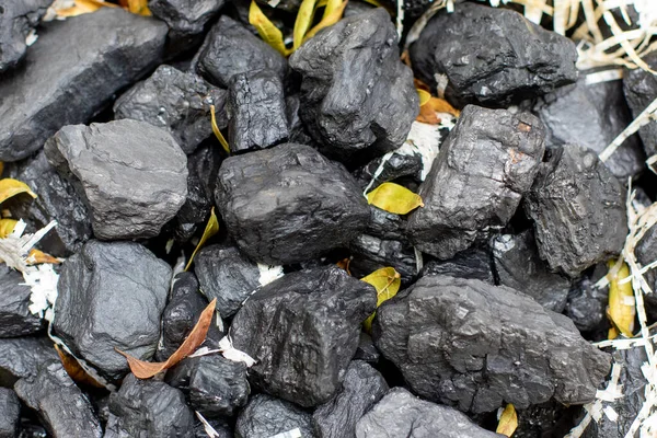 stock image Lumps of black coal isolated with small yellow autumn leaves