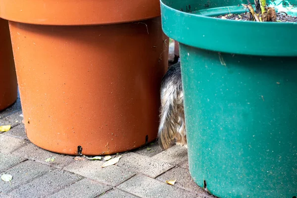 Küçük bir köpeğin kuyruğu, arkasında saklanan iki saksının arasından süzülür.