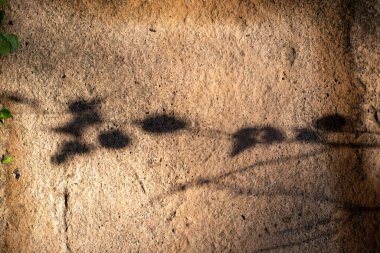 Kaya yüzeyindeki bir bitkinin gölgeleri.