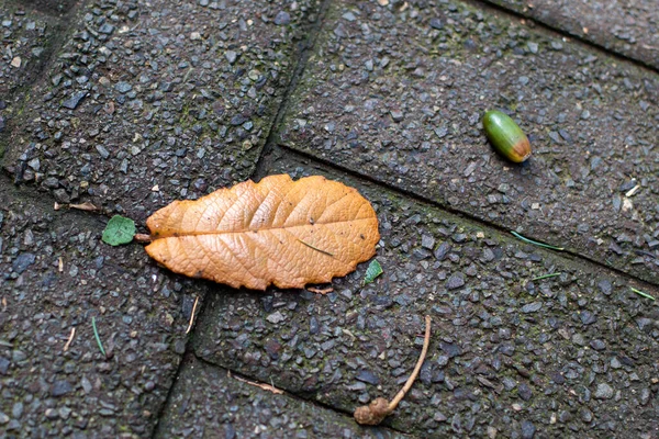 Oak Leaf Acorn Isolated Rough Outdoor Brick Surface — Stock Photo, Image