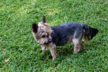 Yeşil çimlerin üzerinde izole edilmiş küçük bir köpek.