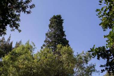Yeşil ağaçlar ve arkaplan kullanımı için açık mavi gökyüzü ile açık doğa ayarı