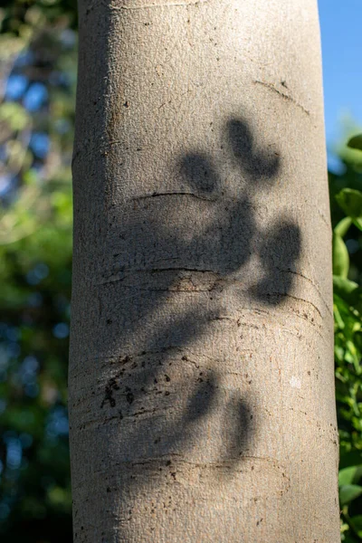 나무의 줄기에 잎사귀들의 그림자 — 스톡 사진