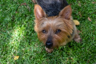 Küçük kahverengi evcil köpek sahibine bakar.