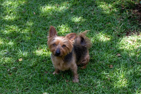 家养的宠物狗在草坪上 — 图库照片