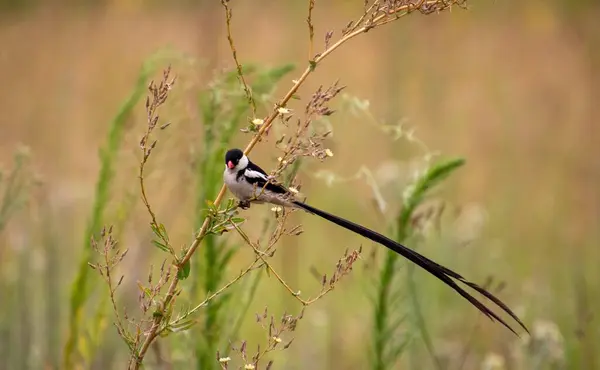 Male pin-tailed whydah isolated perched on a bush in the Africanwild