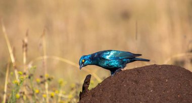 A Cape starling hunts for termites on a termite mound softened by overnight rain clipart