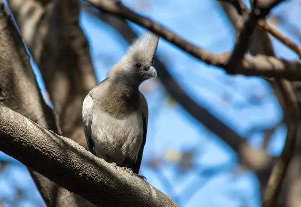Güney Afrika 'daki bir şehir bahçesindeki ağaçta izole edilmiş gri bir veda kuşu.