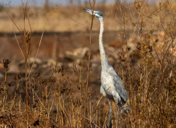 Siyah başlı balıkçıl, Güney Afrika kırsalındaki kuru kış otlarında izole edilmiş.