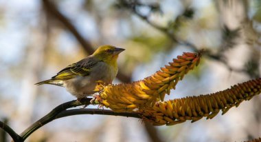 Güney Afrika 'da bir aloe çiçeğine izole edilmiş dişi dokumacı.