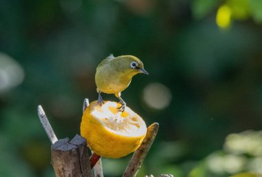 Cape White-Eye Güney Afrika 'da bir yerleşim bölgesinde meyvelerle besleniyor.