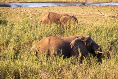 Afrika filleri Güney Afrika 'daki Kruger Ulusal Parkı' ndaki Sabie nehrinin yanındaki çimlerde yiyecek arıyorlar.