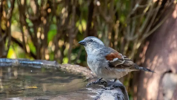 Güney Afrika 'daki bir su birikintisinde dişi bir Cape serçesi havada uçan yırtıcıları gözlüyor.