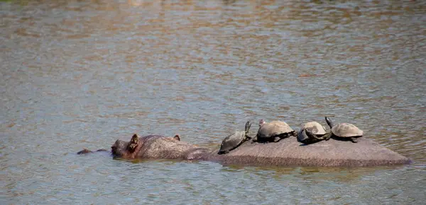 Dört terrapin, büyük bir su aygırının sırtında gezintiye çıkıyor.