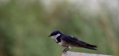 South African birds  - white-throated swallow clipart