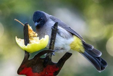 Güney Afrika bahçe kuşları - koyu renkli bulbul
