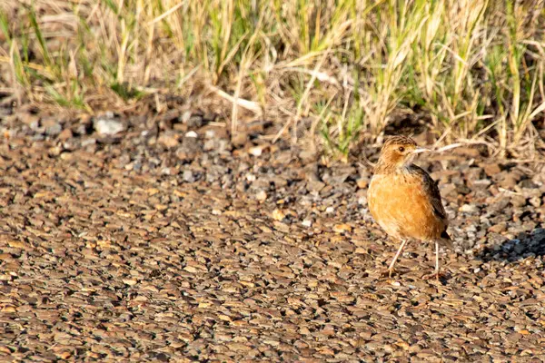 Güney Afrika kuşları - sivri topuklu tarlakuşu