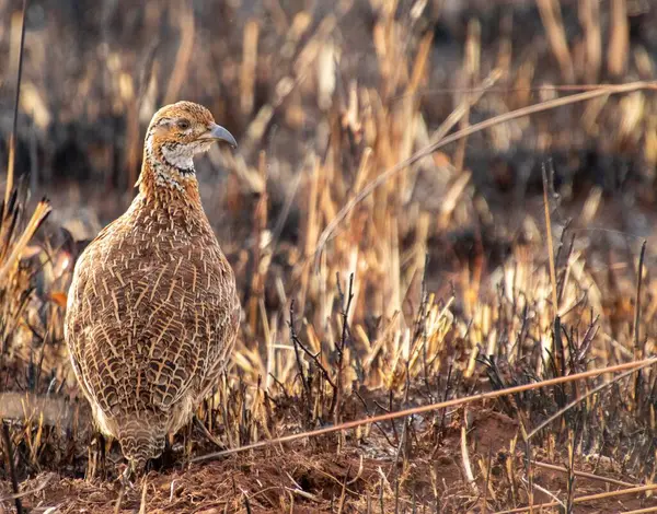 Güney Afrika kuşları - Turuncu nehir frankolini