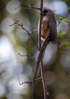 Güney Afrika kuşları - benekli fare kuşu
