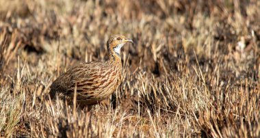 Güney Afrika kuşları - Turuncu nehir frankolini