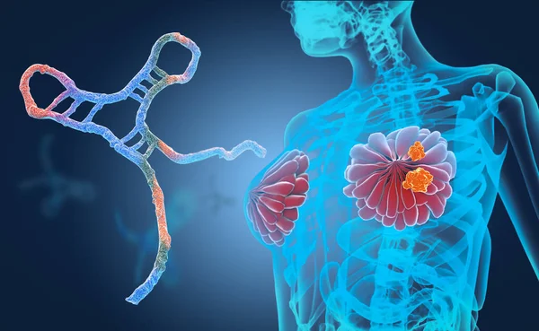 New Targeted Therapy Breast Cancer Microrna Mir 182 Inhibits Telomeric — Stock Photo, Image