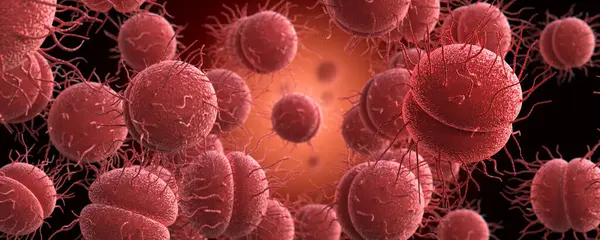 淋病奈瑟菌或淋球菌奈瑟 淋和脑膜炎 图库照片