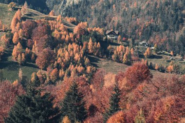 Sonbahar ormanı sabahları