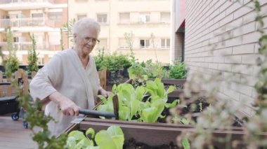 Geriatri bahçesinde marul düzenleyen mutlu yaşlı bir kadının videosu.