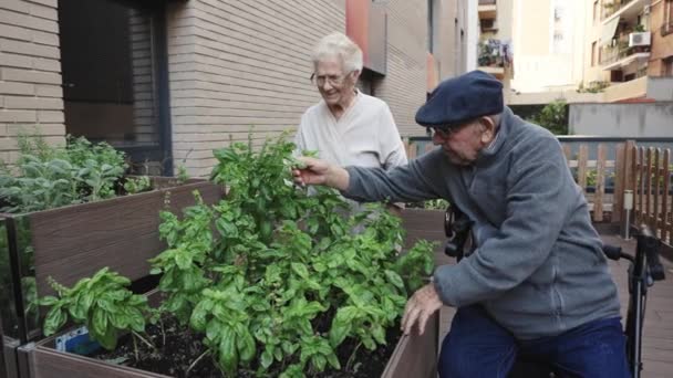 老人ホームで都市庭園からハーブ植物を手配する2人の老人のビデオ — ストック動画