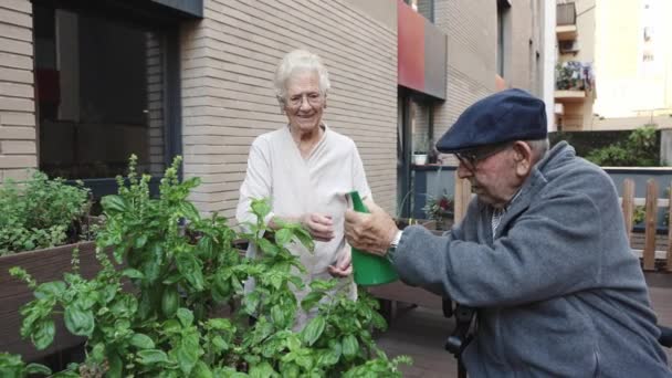 老人科の都市庭園で植物を水にかけている2人の老人のビデオ — ストック動画