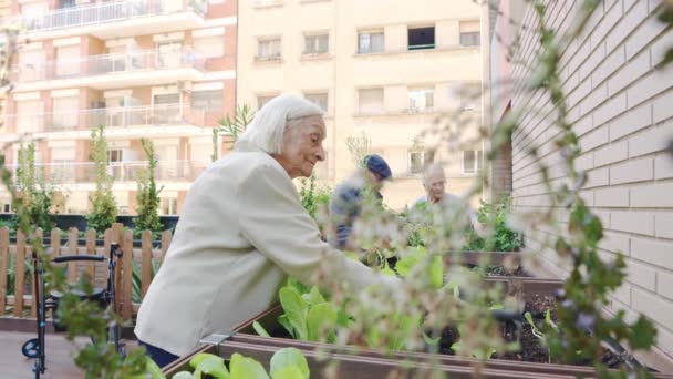 Video Van Een Oudere Vrouw Die Planten Kweekt Een Tuin — Stockvideo