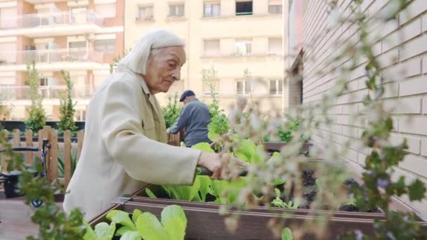 一位老年妇女在一个老年病学城市花园播种的录像 — 图库视频影像
