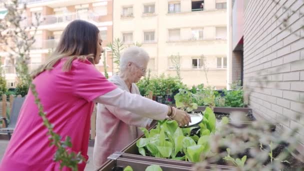 看護師と高齢者のビデオ 小児科の都市庭園で植え付け 水やりをする — ストック動画