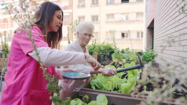 Βίντεο Νοσοκόμας Και Ηλικιωμένης Γυναίκας Που Βάζουν Λίπασμα Στα Φυτά — Αρχείο Βίντεο