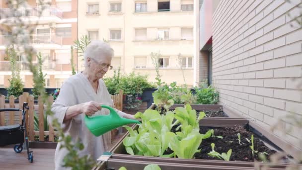 Videó Egy Idős Nőről Aki Növényeket Locsolt Egy Városi Kertben — Stock videók
